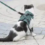 2025 New Year Hot Cat Dogs Vest Harness and Leash Anti-break Away Chest Strap Cat Clothes