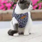 2025 New Year Hot Cat Dogs Vest Harness and Leash Anti-break Away Chest Strap Cat Clothes